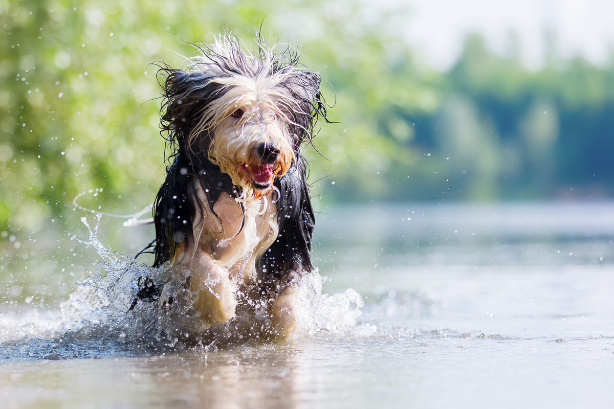 Let your dog splash the day away at the boating lake at Echo Dale Regional Park near pet friendly hotels in Medicine Hat.